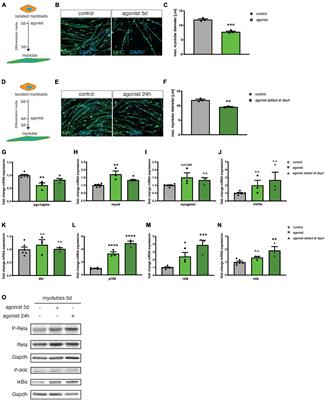 Stimulation of Non-canonical NF-κB Through Lymphotoxin-β-Receptor Impairs Myogenic Differentiation and Regeneration of Skeletal Muscle